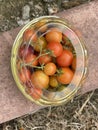 Tomatoes ripening 2032 Royalty Free Stock Photo