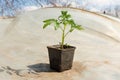 Tomato plants and cucumber plants in vegetable greenhouses. Tomato seedling before planting into the soil, greenhouse