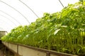 Tomato plants and cucumber plants in vegetable greenhouses. Tomato seedling before planting into the soil,