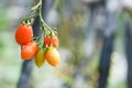 Tomato in the plants farm agriculture organic with sunlight - Fresh ripe red tomatoes growing in the garden Royalty Free Stock Photo