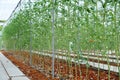 Tomato plants in the farm under vegetable greenhouse