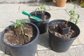 Tomato plants, flowerpots and gardening trowel Royalty Free Stock Photo