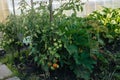 Tomato plants. A fresh bunch of red and green natural tomatoes in an organic vegetable garden. Royalty Free Stock Photo