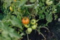 Tomato plants. A fresh bunch of red and green natural tomatoes in an organic vegetable garden. Royalty Free Stock Photo