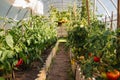 Tomato plants. A fresh bunch of red and green natural tomatoes in an organic vegetable garden. Royalty Free Stock Photo