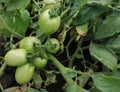 Tomato plants in the garden. Green tomato fruits, top view. organic farming - growing tomatoes in a greenhouse. Royalty Free Stock Photo