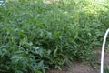 Tomato Plants in the Garden Royalty Free Stock Photo