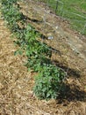 Tomato Plants in Garden with Wire Cages and Straw Mulch