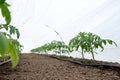 Tomato plants in a greenhouse and drip irrigation sistem