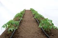 Tomato plants in a greenhouse and drip irrigation sistem