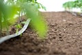 Tomato plants in a greenhouse and drip irrigation sistem