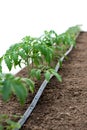 Tomato plants in a greenhouse and drip irrigation sistem Royalty Free Stock Photo