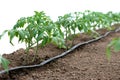 Tomato plants in a greenhouse and drip irrigation sistem