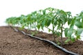 Tomato plants in a greenhouse and drip irrigation sistem