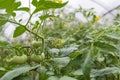 Tomato plants in greenhouse. Green tomatoes. Agriculture concept