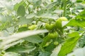 Tomato plants in greenhouse. Green tomatoes Organic farming Royalty Free Stock Photo