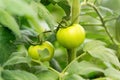 Tomato plants in greenhouse. Green tomatoes Organic farming. Royalty Free Stock Photo