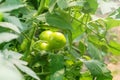 Tomato plants in greenhouse. Green tomatoes Organic farming. Royalty Free Stock Photo