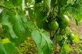 Tomato plants in greenhouse Green tomatoes plantation. Organic farming, young tomato cluster plants growth in greenhouse Royalty Free Stock Photo