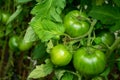 Tomato plants in greenhouse Green tomatoes plantation. Organic farming, young tomato cluster plants growth in greenhouse Royalty Free Stock Photo