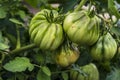 Tomato plants in greenhouse Green tomatoes plantation. Organic farming, young tomato cluster plants growth in greenhouse. for Royalty Free Stock Photo