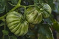 Tomato plants in greenhouse Green tomatoes plantation. Organic farming, young tomato cluster plants growth in greenhouse. for Royalty Free Stock Photo