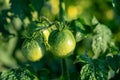 Raw green tomato plants in greenhouse Green tomatoes plantation. Organic farming, young tomato plants growth in greenhouse Royalty Free Stock Photo
