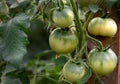 Tomato plants in greenhouse Green tomatoes plantation. Organic farming, young tomato plants growth in greenhouse Royalty Free Stock Photo