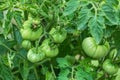 Tomato plants in greenhouse Green tomatoes plantation. Organic farming, young tomato plants growth in greenhouse Royalty Free Stock Photo