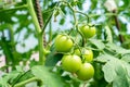 Tomato plants in greenhouse. Green tomatoes plantation. Organic farming, young tomato plants growth in greenhouse. Royalty Free Stock Photo