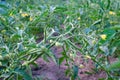 Tomato plants in greenhouse Green tomatoes plantation. Organic farming, young tomato plants growth in greenhouse. Royalty Free Stock Photo