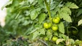 Tomato plants in greenhouse Green tomatoes plantation. Organic farming, young tomato cluster plants growth in greenhouse. Royalty Free Stock Photo