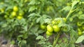 Tomato plants in greenhouse Green tomatoes plantation. Organic farming, young tomato cluster plants growth in greenhouse. Royalty Free Stock Photo