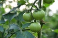 Tomato plants in greenhouse Green tomatoes plantation. Organic farming, young tomato plants growth in greenhouse. Royalty Free Stock Photo