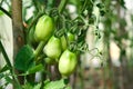 Tomato plants in greenhouse Green tomatoes plantation. Organic farming, young tomato plants growth in greenhouse Royalty Free Stock Photo