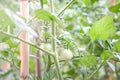 Tomato plants in greenhouse. Green tomatoes plantation. Organic farming, young tomato plants growth in greenhouse Royalty Free Stock Photo