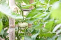 Tomato plants in greenhouse. Green tomatoes plantation. Organic farming, young tomato plants growth in greenhouse Royalty Free Stock Photo