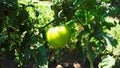 Tomato plants in greenhouse Green tomatoes plantation. Organic farming, young tomato Royalty Free Stock Photo