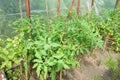 Tomato plants grow in parnica SPb Russia