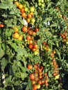 Tomato plants growing in the garden . Tomatoes ripen gradually . Tuscany, Italy Royalty Free Stock Photo