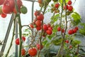 Red tomatoes grow in a garden in a greenhouse Royalty Free Stock Photo