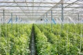Full length view of tomato plants growing in greenhouse