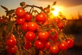 Tomato plants growing in a lush field with the majestic rising sun in the background