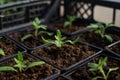 Tomato plants growing in separated boxes with soil in a greenhouse