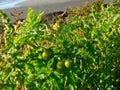 Tomato plants growing wild on the beach at the seashore
