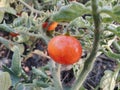 Tomato plants image, natural tomato