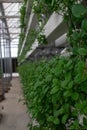 Tomato plants inside a greenhouse on a farm Royalty Free Stock Photo