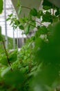 Tomato plants inside a greenhouse on a farm Royalty Free Stock Photo