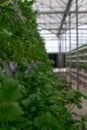 Tomato plants inside a greenhouse on a farm Royalty Free Stock Photo