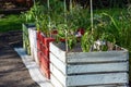 Tomato plants planted in wooden boxes, garden plantation
